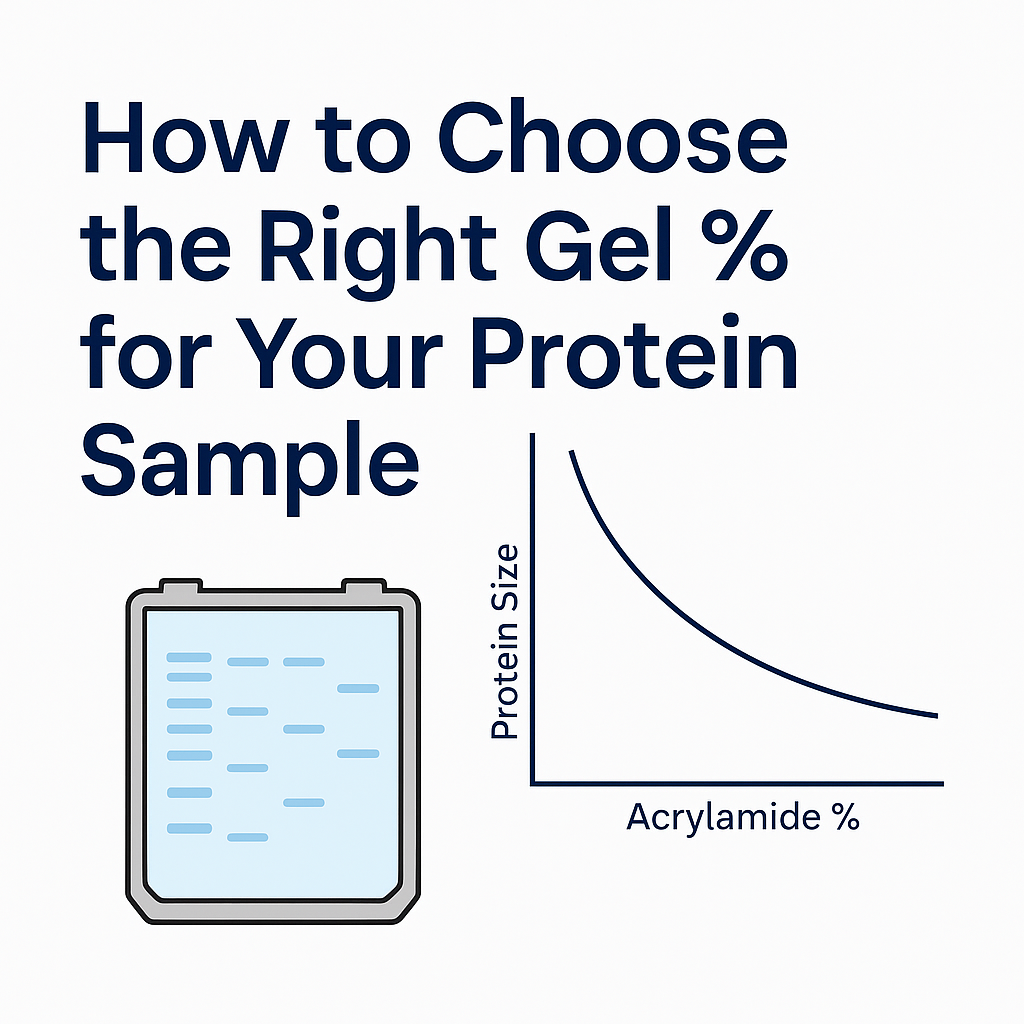 Choosing the Right Gel Percentage for Your SDS-PAGE Protein Separation | NuSep NuSep Choosing the Right Gel Percentage for Your SDS-PAGE Protein Separation | NuSep NuSep