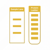 How to Interpret Bands in a Pre-Stained Protein Ladder (10–250 kDa)