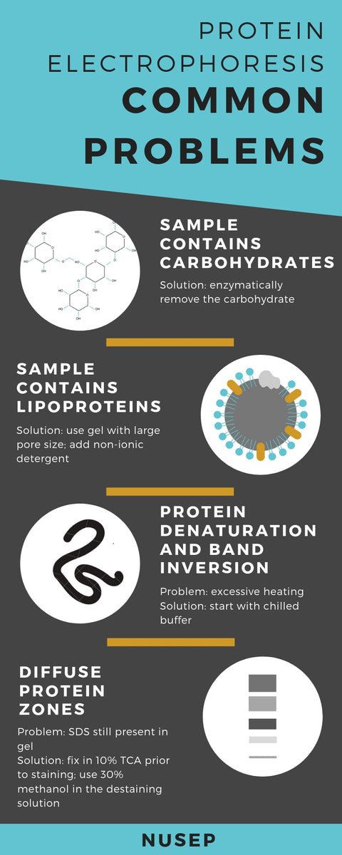Common Problems in Protein Electrophoresis Part II – NuSep