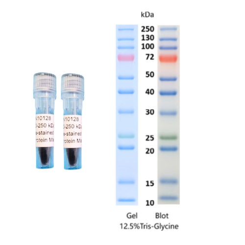 NuSep Pre-stained Protein Molecular Weight Marker (10-250kDa)
