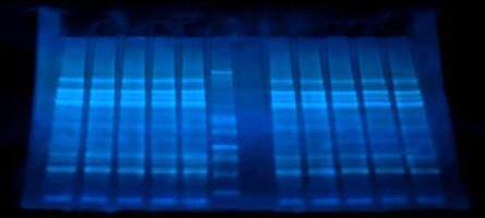 nUView Tris-Glycine Precast Gel Box for Bio-Rad gel tanks - UV visualization