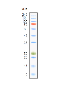 VisColor™ Full-Range Pre-Stained Protein Marker